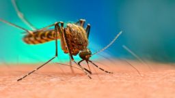 20 dead by West Nile Virus in Greece