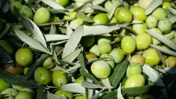 Suspected olive thieves nabbed