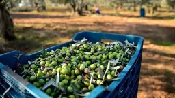 New Left MPs ask about support measures for the olive harvest