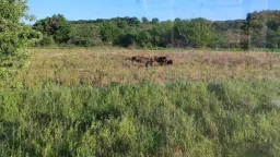 Swine herd dive into fields in Aşağıköy