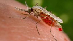 A case of West Nile virus in Avdira