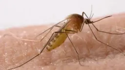 NPHO reports first case of Western Nile virus in Greece in 2024