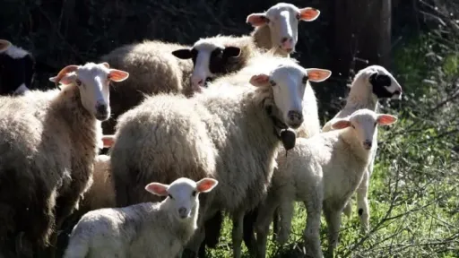 Greece records 22 cases of PPR goat and sheep plague in total so far, most in Thessaly