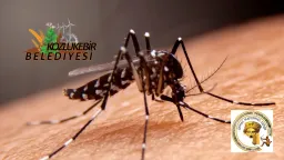 West Nile Virus cases detected in Kozlukebir and Maronia