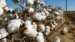 Rhodope province cotton producers at 90 per cent loss