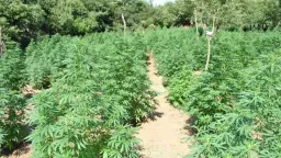 DNA reveals man behind cannabis plantation 16 years later