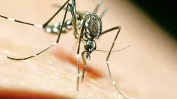 Greece had 180 West Nile Virus cases and 27 deaths in 2024, NOPH reports