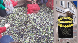 "The Journey of the Olive" festival draws great interest