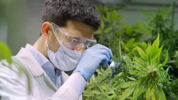 Greek medicinal cannabis firm completes its first export of product