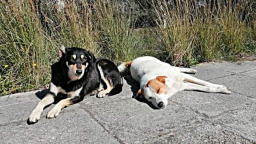 1,000-euro reward for information on the killers of four dogs at Lidl