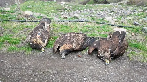 Family of golden eagles found dead in Xanthi mountains