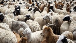 Strengthening veterinary services in the Region of Eastern Macedonia and Thrace