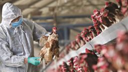 Guidelines from the Ministry of Health on Avian Influenza: "The risk of emerging strains with pandemic potential is real"