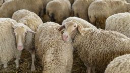 Sheep and goat pox declines in Eastern Macedonia and Thrace, but concerns persist