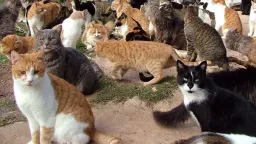 Bird flu can kill cats, raising concerns about human spread: Study