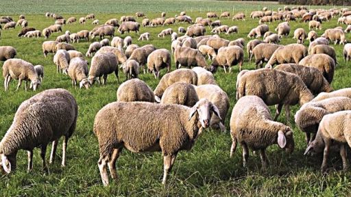 Yes to the Creation of the European Center for exotic animal diseases in Eastern Macedonia and Thrace