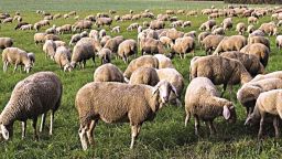 Yes to the Creation of the European Center for exotic animal diseases in Eastern Macedonia and Thrace