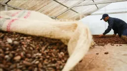 Cocoa prices drop over 30% in 2025 after last year’s record high