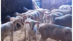 Mandatory registration of livestock facilities by the end of 2025