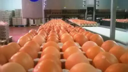 New Left calls for immediate action to address egg production fraud and unfair competition