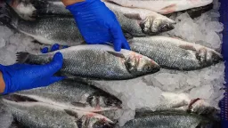 Turkish fish farm aspirations