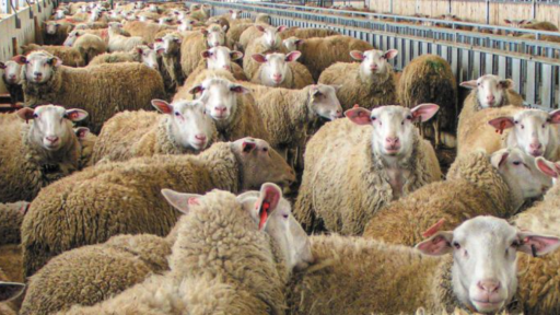 Veterinary Directorate of Eastern Macedonia and Thrace: “It is our duty to protect our region from the spread of sheep and goat pox”
