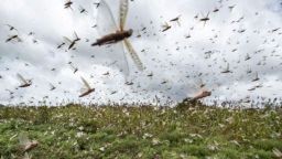 Kozlukebir Municipality declared a disaster zone due to locust infestation