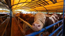 10 key questions about Eid al-Adha Sacrifice explained