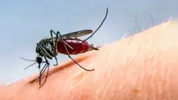 EODY issues warning on West Nile Virus transmission