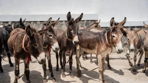 Nearly 6M donkeys killed annually for Chinese medicine: Charity
