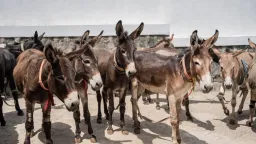 Nearly 6M donkeys killed annually for Chinese medicine: Charity