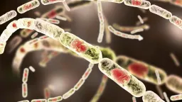 South Korea develops world’s first low-side effect 'recombinant' anthrax vaccine