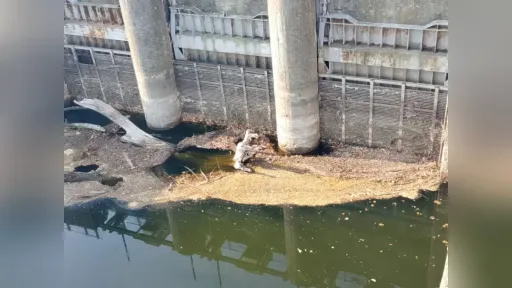 23 pumping stations shut down – Tree trunk blocks dam gates