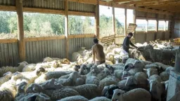 New outbreaks of sheep pox surge across Greece, raising alarm
