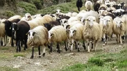 Mass withdrawals from organic beekeeping and livestock farming amid fear of government inspections