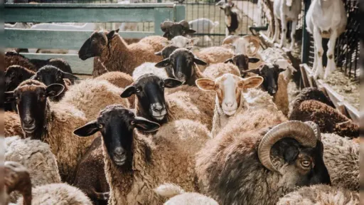 Support program for livestock Farmers in Eastern Macedonia–Thrace expanded: Protests canceled