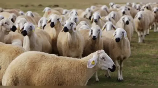 100,000 animals culled in Eastern Macedonia and Thrace due to outbreak