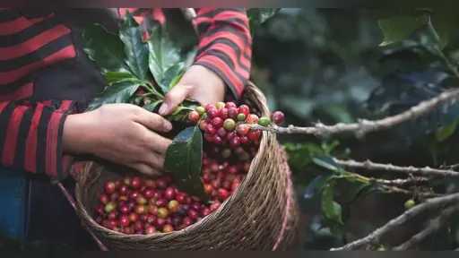Global coffee prices surge 30% amid tariffs and lower yields