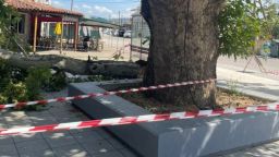 Century-old plane tree branch falls in Kozlukebir, disaster narrowly averted