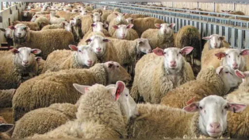 MP Zeybek: “Government abandons Thrace’s livestock farmers without income or support amid sheep pox outbreak”