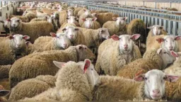 MP Zeybek: “Government abandons Thrace’s livestock farmers without income or support amid sheep pox outbreak”