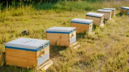 Power company donates 660,000 bees to aid wildfire-hit Meriç