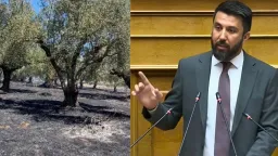 Özgür Ferhat submits Parliamentary Question on support for olive producers affected by wildfires