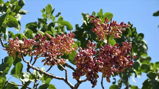 Greece’s tastiest pistachios at risk amid climate change