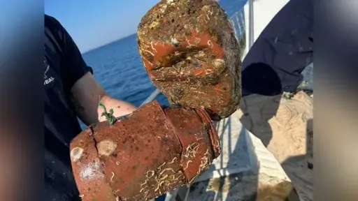 Over 500,000 illegal octopus traps found on the seabed of the Thracian Sea