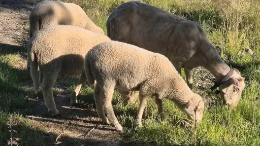 Sheep Pox crisis in Greece: Over €350 million in damages, 410,000 animals lost