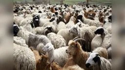 Northern Greece: Sheep and goat pox outbreak devastates livestock in İskeçe