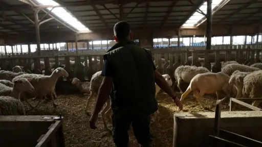 Minister announces financial relief for Greek livestock farmers facing disease crisis