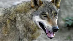 Greek scientists confirm first wolf-dog hybrid in country's growing wolf population