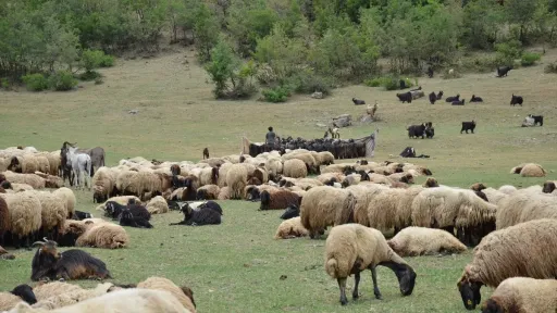 Prosecutor orders urgent investigation as sheep pox crisis deepens in Greece